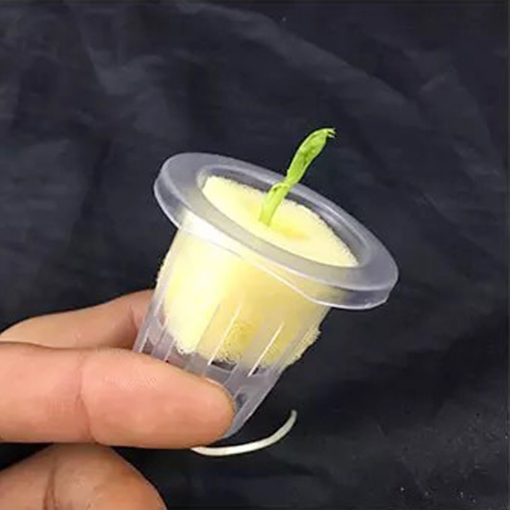 10 قطعة أكواب شبكية للزراعة ال - مراجعة Net Pot 3 Inch وسعره